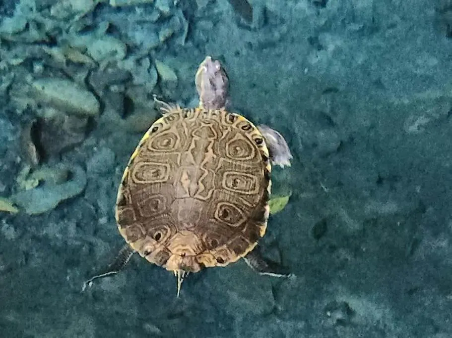 신데 델 카르멘 Palapa De La Selva With Cenotes 빌라 0*, 신데 델 카르멘