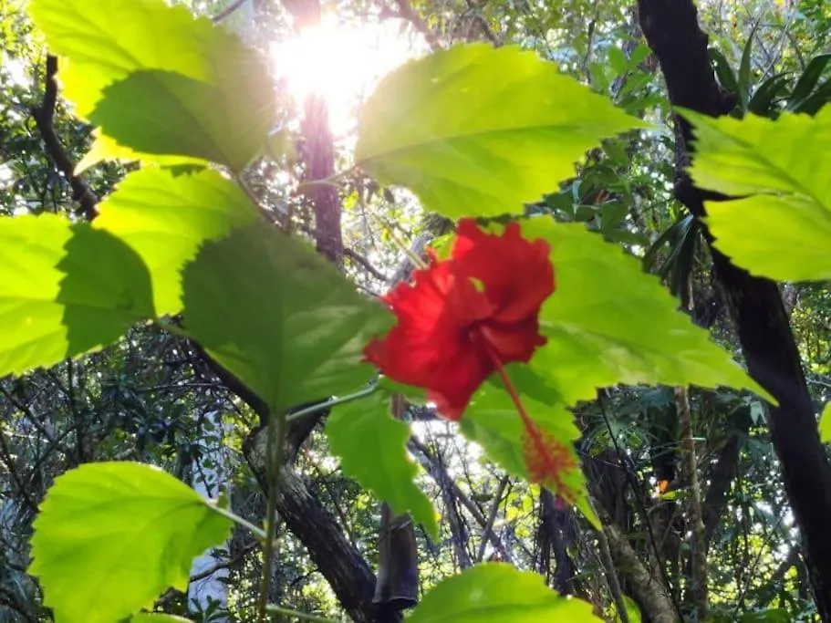 펜션 신데 델 카르멘 Palapa De La Selva With Cenotes 빌라